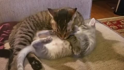 Kitten bath turns to cat fight