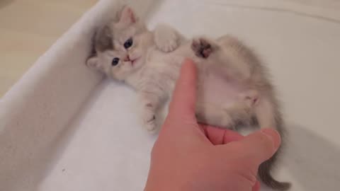 This kitten is so cute when it sees its tired owner and shows its belly to be pampered