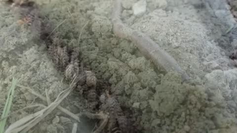 Worm time lapse