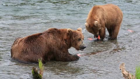 How does a bear catch a salmon