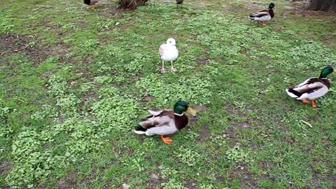 Ducks Out For A Stroll