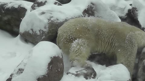 Cachorro de oso polar experimenta en la nieve por primera vez