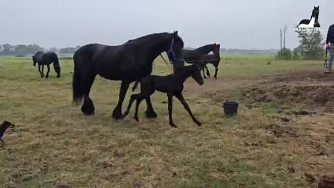 Yfke in the pasture for the first time Wunder like it Rising star & Friends |