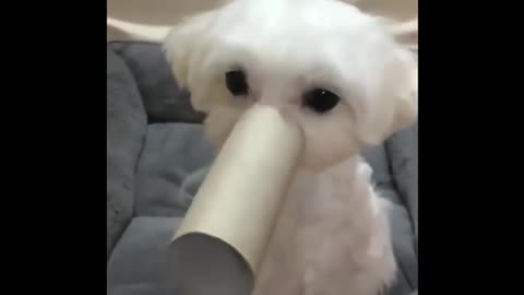 The white puppy is covered by a paper tube, his expression is very cute