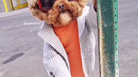 Style dog very nice so cute