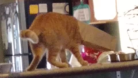 Cat Wipes Out Trying to Get Bag Off Head On Counter