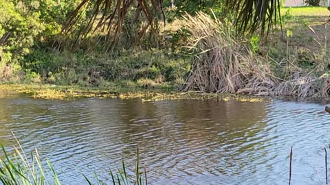 Heron drinking from the canal