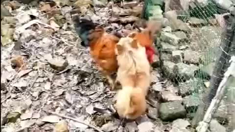 Chicken Vs dog fight - funny and cute