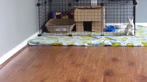 White bunny jumps over cage and escapes