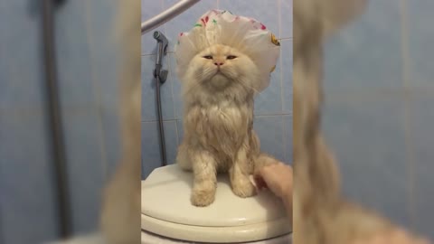 Meepo, el gato, adora ducharse