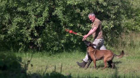 The 10 basic commands every dog should know. Basic and easy training for your favorite pet.