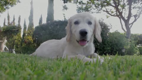 Cutest Puppy Playing in ground