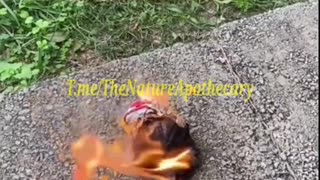 🔥Doritos are Highly Flammable🔥