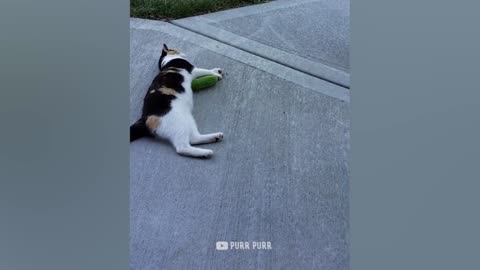 Cucumbers Are Cat's Enemy - Funny Pet Reaction