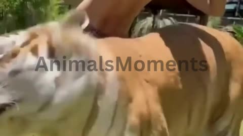 funny animals video #shorts #viral #animal