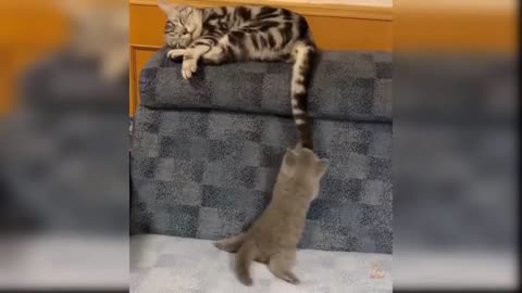 cats doing very cute funny things