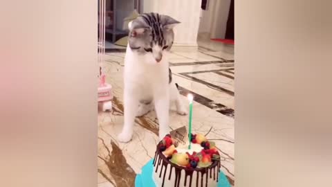 Cute Pets And Funny Animals magic 😂😂