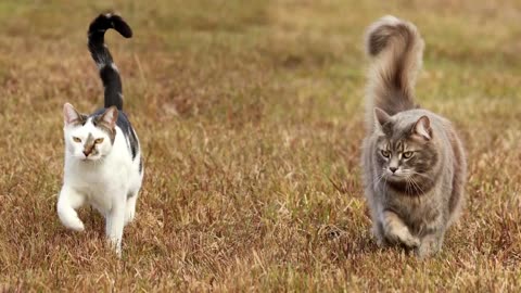 Understanding Your Cat's Tail Movement