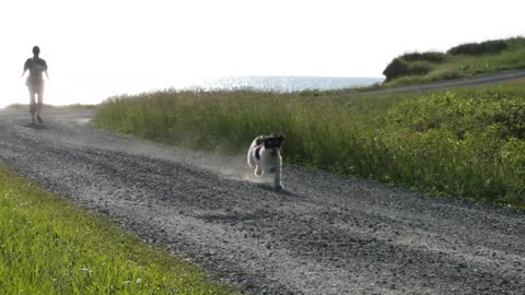 Adorable Cockapoo Puppy Runs To His Family On A Road By A Beach