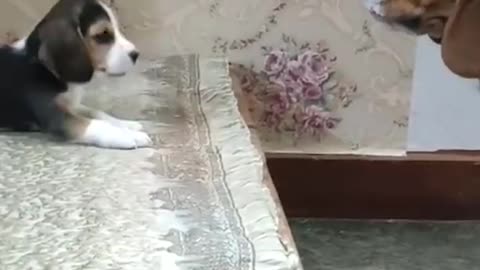 Funny Dogs Conversation, 2 Dogs Talking To Each Other, So Cute,
