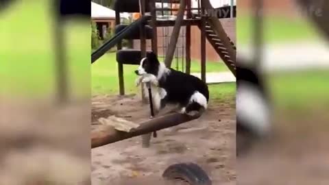 Funniest Dogs and Cats, Funny Pet Animals Life Videos