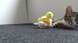Cute Cat Plays With a Chicken