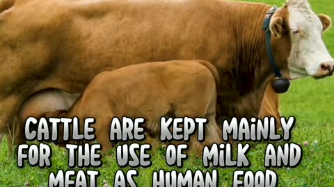 Fun facts about cows #animalshorts #animal #shortvideo