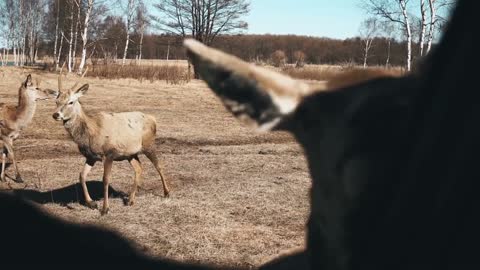 Wildlife Life - 🐻 Amazing Nature 🦁 - Interesting Sticky Video