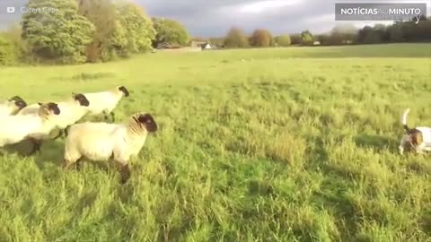 Esta cadela é a pastora de ovelhas mais improvável do mundo