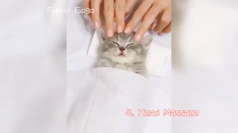 CUTE CAT 2020 | AWW ❤️ This Kitten Really Enjoys SPA (Pt. 1)