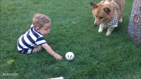 Corgi Are The Best and smart