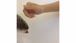 Hedgehog gets startled by owner petting it