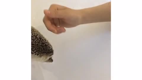 Hedgehog gets startled by owner petting it