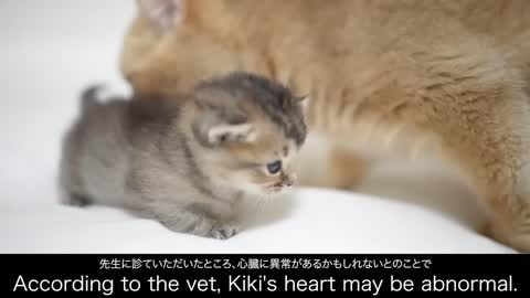 I have something to tell you about Kitten Kiki's heart