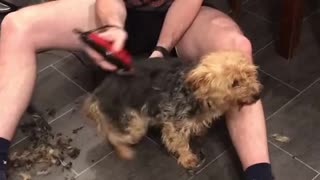 Dog exhibits hysterical dance during haircut session