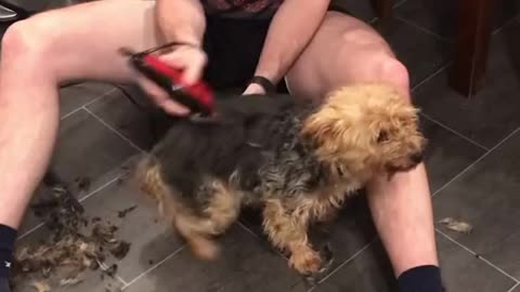 Dog exhibits hysterical dance during haircut session