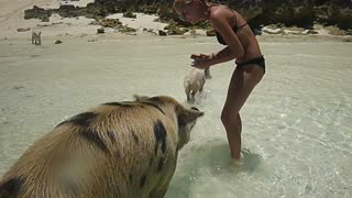 Woman Chased By Wild Pigs On Island Vacation In Paradise