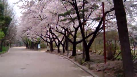 2007-04-12 Cherry Blossoms @ Seoul