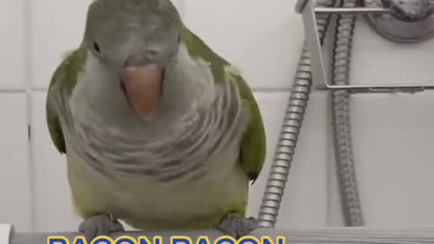 Talkative Parrot was a Best Pet Ever!