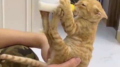 cute baby cat drink milk like baby human, Best Funny Cat Videos Of This Week #short 51
