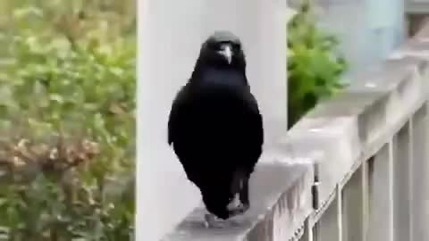 Best crow cat walk