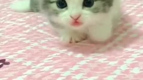 bayi kucing comel banget