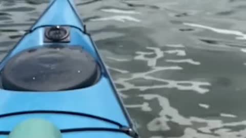 Dolphins spotted in Hudson River