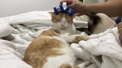 My kitten TUTTI being massaged on the head with a wheeled massager (VERY FUNNY!!)