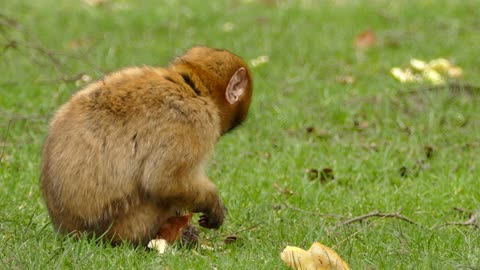 a brown monkey eating a bread