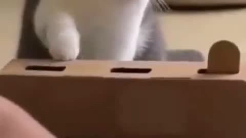 Cat funny and intelligence 🐱