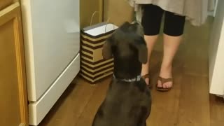Owner trying to get high five from black dog while holding treat