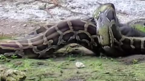 Crazy anaconda appears