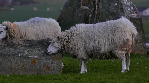 Sheep field grass