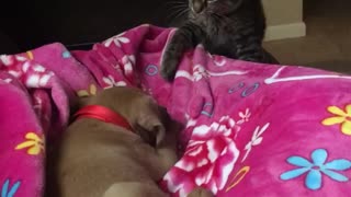 Cat poking dog while dog is sleeping